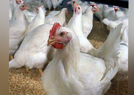 بازگشت به چرخه تولید یک واحد مرغداری ۲۵۰۰۰ قطعهای در ایلام پس از دوسال رکود