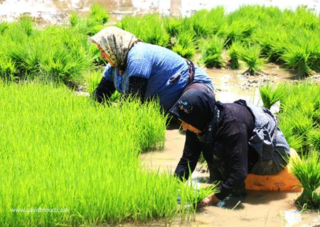 ممنوعیت کشت محصولات پرآب‌بر در ایلام به دلیل بحران کم‌آبی