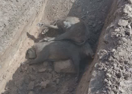 دستگیری شکارچیان غیرمجاز گراز در دهلران