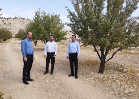 ملکشاهی در مسیر تبدیل شدن به قطب تولید بادام استان ایلام
