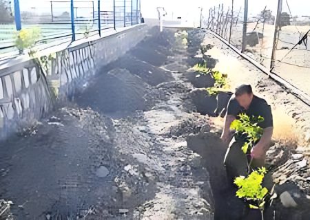 پویش نهال‌کاری در چوار با حضور قهرمانان ورزشی و مدیران استانی برگزار شد