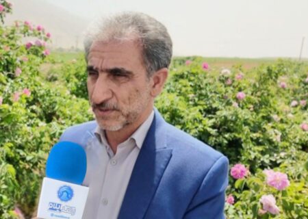 خرید تضمینی ۹۰ هزار تن گندم از کشاورزان ایلامی؛ پیش‌بینی تولید ۴۰۰ هزار تنی در استان