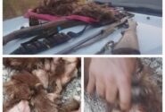 دستگیری شکارچیان خرس قهوه‌ای در کبیرکوه؛ متخلفان با دستور قضایی روانه زندان شدند