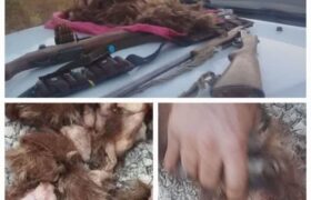 دستگیری شکارچیان خرس قهوه‌ای در کبیرکوه؛ متخلفان با دستور قضایی روانه زندان شدند