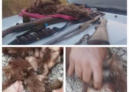 دستگیری شکارچیان خرس قهوه‌ای در کبیرکوه؛ متخلفان با دستور قضایی روانه زندان شدند