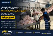 مرغداران ایلام خواستار تکمیل استقرار سامانه ره‌آوا شدند؛ پرداخت مطالبات در کمتر از یک هفته