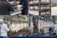 آغاز خرید حمایتی مرغ از مرغداران استان ایلام با هدف تنظیم بازار