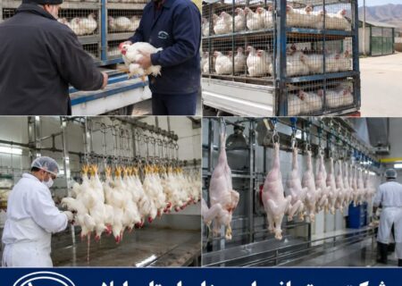 آغاز خرید حمایتی مرغ از مرغداران استان ایلام با هدف تنظیم بازار