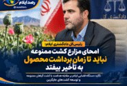 رئیس‌کل دادگستری ایلام: امحای مزارع کشت ممنوعه نباید تا زمان برداشت محصول به تأخیر بیفتد